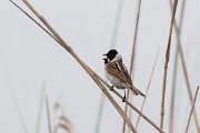 DPPhotography - Wildlife Photography - Bulgaria - Reed bunting - E