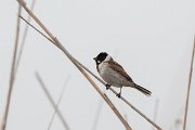 DPPhotography - Wildlife Photography - Bulgaria - Reed bunting - F