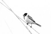 DPPhotography - Wildlife Photography - Bulgaria - Reed bunting - G