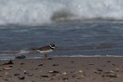 DPPhotography - Wildlife Photography - Bulgaria - Ringed plover - A
