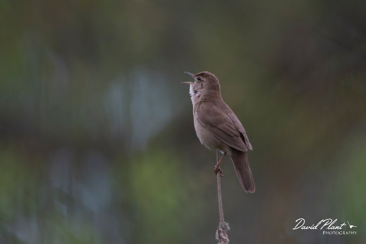 DPPhotography - Wildlife Photography - Bulgaria - Savi's warbler - C.jpg - Savi's warbler - Balata Forest, Bulgaria