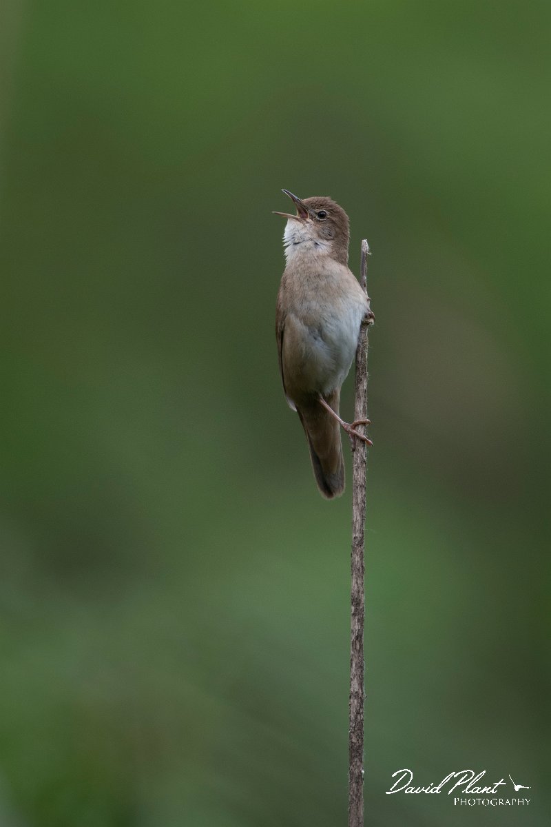 DPPhotography - Wildlife Photography - Bulgaria - Savi's warbler - D.jpg - Savi's warbler - Balata Forest, Bulgaria