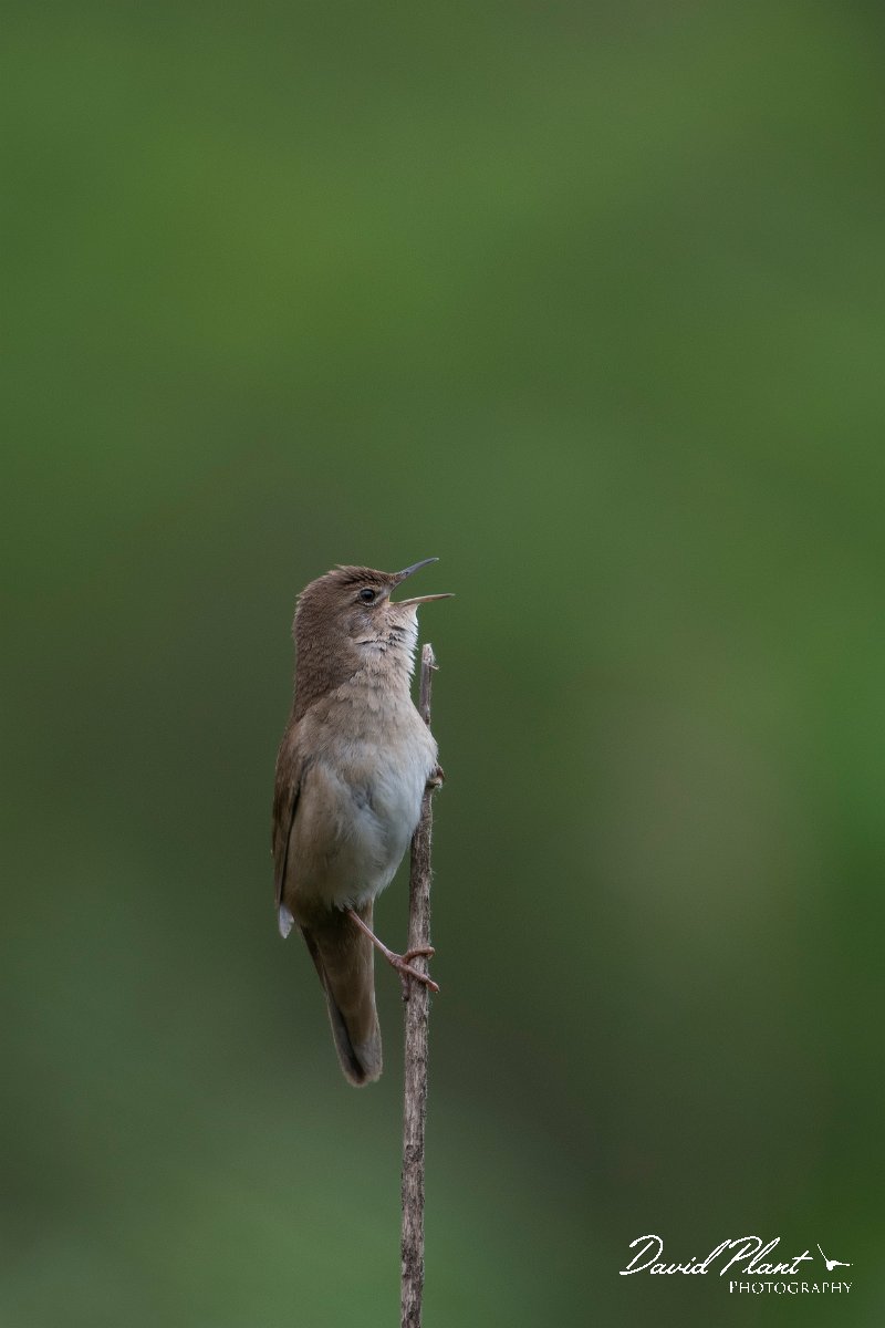 DPPhotography - Wildlife Photography - Bulgaria - Savi's warbler - E.jpg - Savi's warbler - Balata Forest, Bulgaria