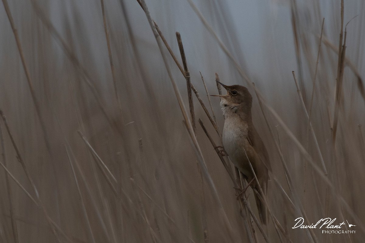 DPPhotography - Wildlife Photography - Bulgaria - Savi's warbler - G.jpg - Savi's warbler - Durankulak Lake, Bulgaria