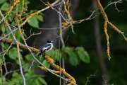 DPPhotography - Wildlife Photography - Bulgaria - Semi-collared flycatcher - B
