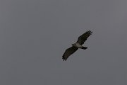 DPPhotography - Wildlife Photography - Bulgaria - Short-toed eagle - A
