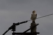 DPPhotography - Wildlife Photography - Bulgaria - Short-toed eagle - B
