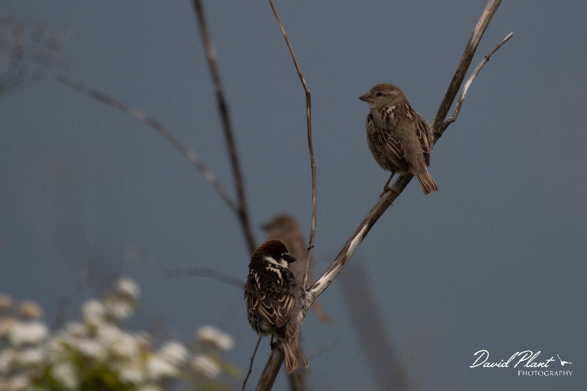 DPPhotography - Wildlife Photography - Bulgaria - Spanish sparrow - A.jpg - Spanish sparrow - Cape Kaliakra, Bulgaria