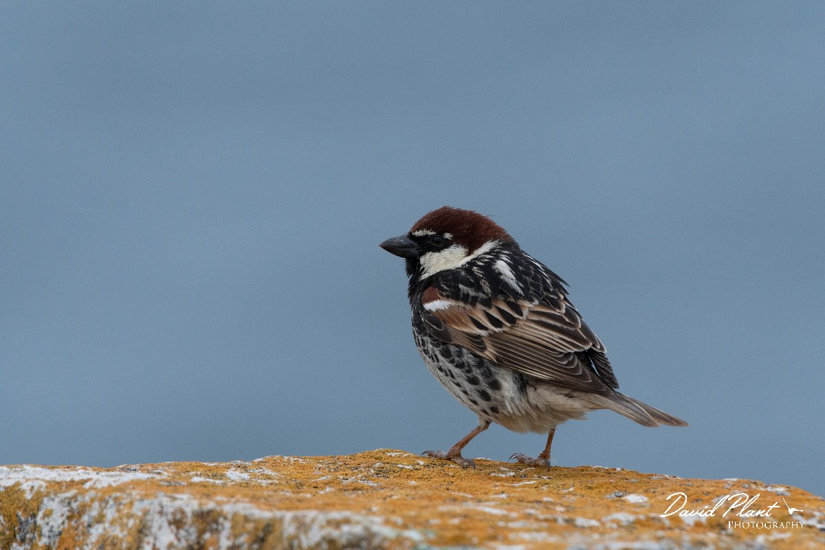 DPPhotography - Wildlife Photography - Bulgaria - Spanish sparrow - B.jpg - Spanish sparrow, male - Cape Kaliakra, Bulgaria