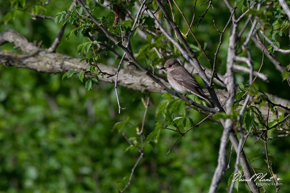 DPPhotography - Wildlife Photography - Bulgaria - Spotted flycatcher - B.jpg - Spotted flycatcher - Sabla Lake, Bulgaria
