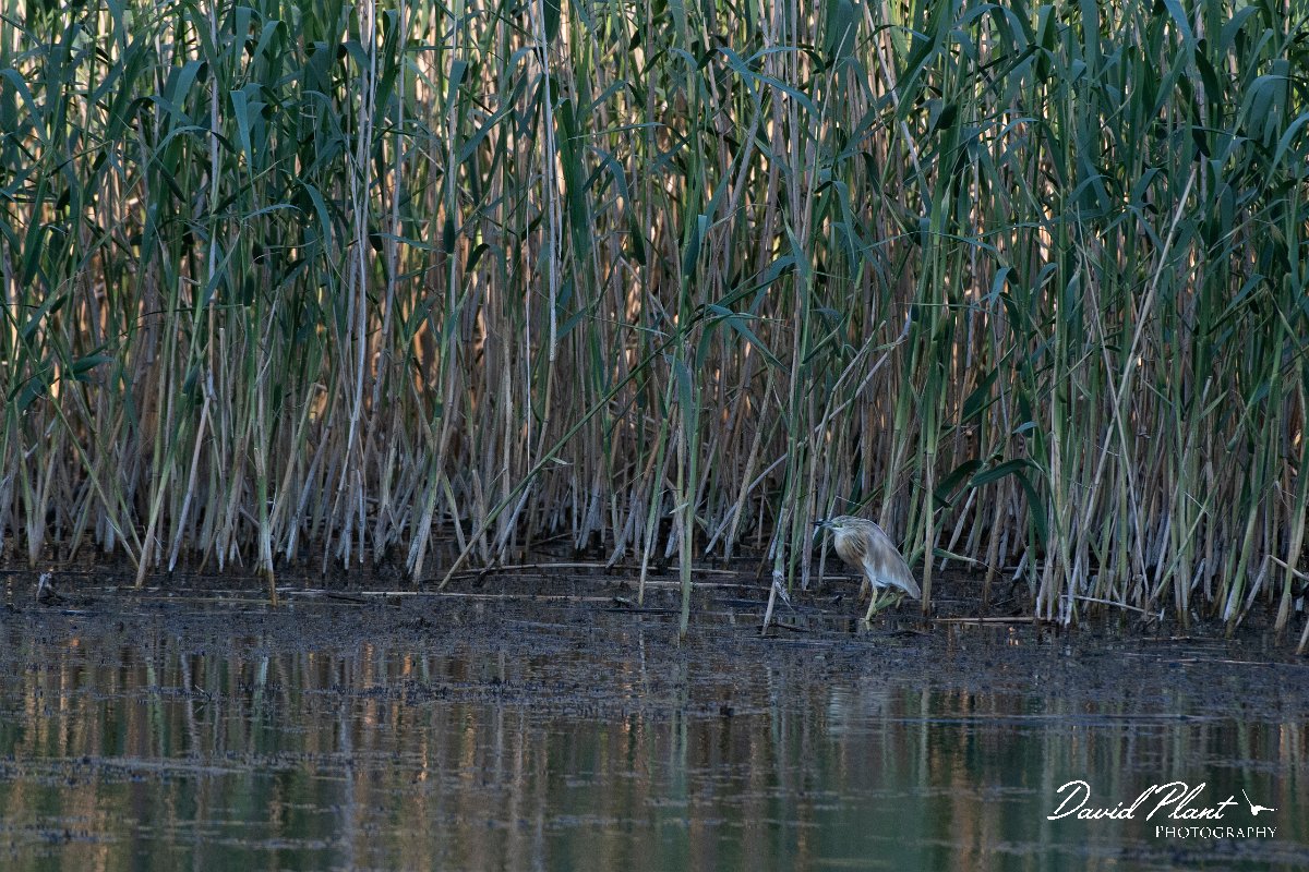 DPPhotography - Wildlife Photography - Bulgaria - Squacco heron - A.jpg - Squacco heron - Bolata Beach, Bulgaria