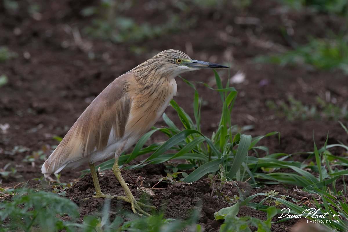 DPPhotography - Wildlife Photography - Bulgaria - Squacco heron - C.jpg - Squacco heron - Durankulak Lake, Bulgaria