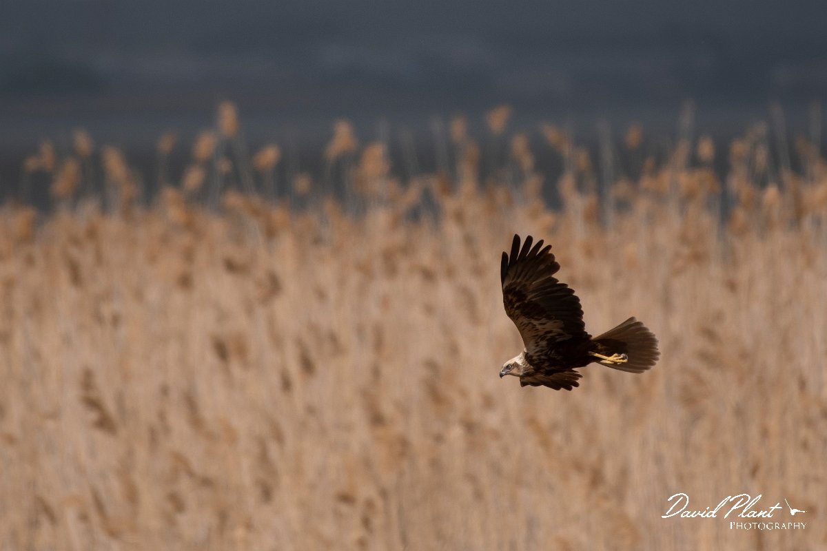DPPhotography - Wildlife Photography - Bulgaria - Western marsh harrier - B.jpg - Western marsh harrier - Lake Bourgas, Bulgaria