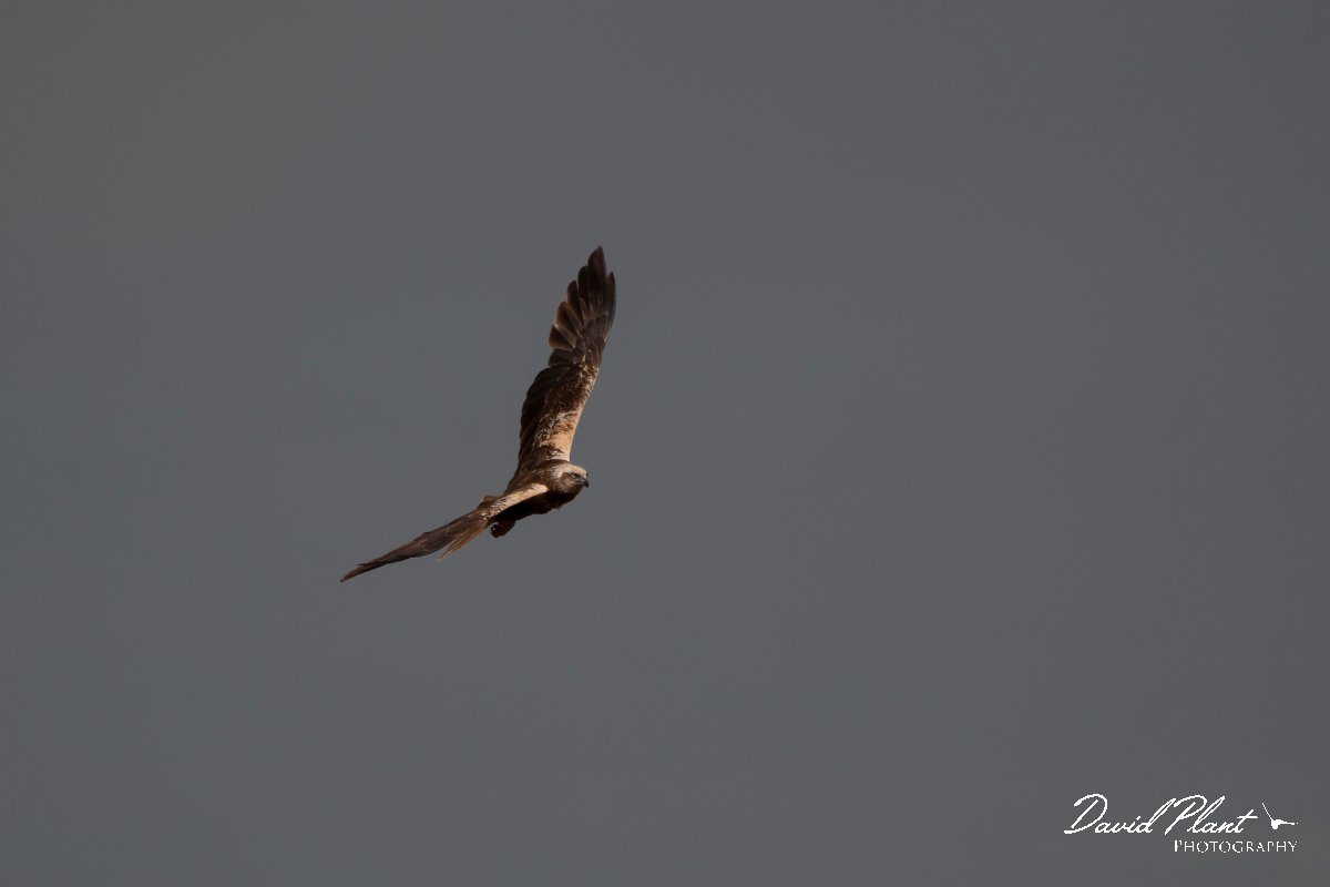 DPPhotography - Wildlife Photography - Bulgaria - Western marsh harrier - D.jpg - Western marsh harrier - Lake Bourgas, Bulgaria