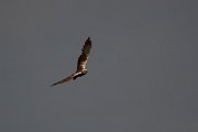 DPPhotography - Wildlife Photography - Bulgaria - Western marsh harrier - D