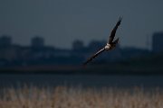 DPPhotography - Wildlife Photography - Bulgaria - Western marsh harrier - F