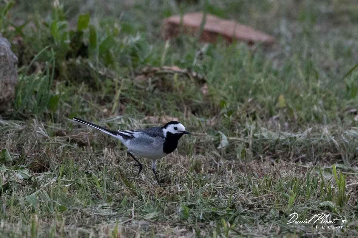 DPPhotography - Wildlife Photography - Bulgaria - White wagtail - A.jpg - White wagtail - Cape Kaliakra, Bulgaria
