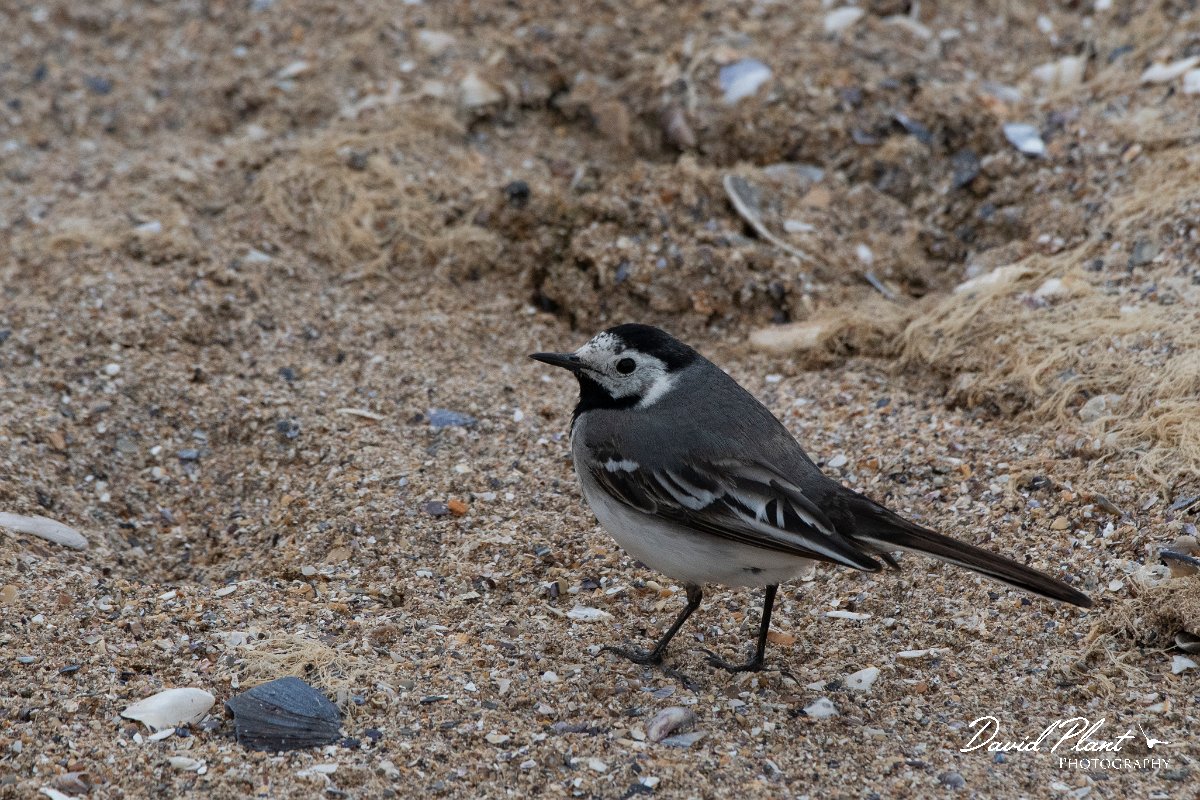 DPPhotography - Wildlife Photography - Bulgaria - White wagtail - D.jpg - White wagtail - Durankulak Lake, Bulgaria
