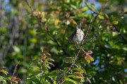 DPPhotography - Wildlife Photography - Bulgaria - Willow warbler - B