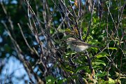 DPPhotography - Wildlife Photography - Bulgaria - Willow warbler - C