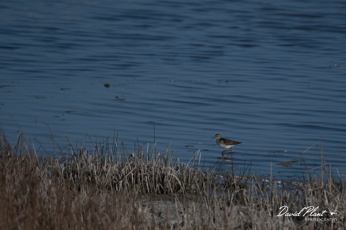 DPPhotography - Wildlife Photography - Bulgaria - Wood sandpiper - A.jpg - Wood sandpiper - Sabla Lake, Bulgaria