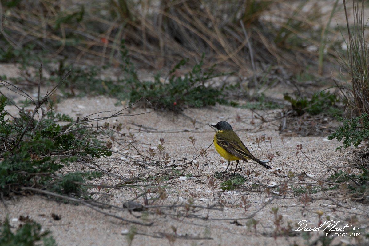 DPPhotography - Wildlife Photography - Bulgaria - Yellow wagtail - A.jpg - Yellow wagtail thunbergi, male - Sabla Lake, Bulgaria