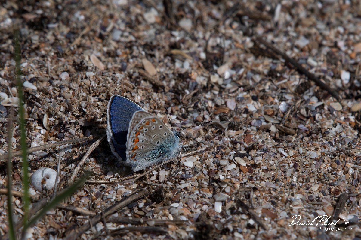 DPPhotography - Wildlife Photography - Bulgaria - Common blue - A.jpg - Common blue - Durankaluk Lake, Bulgaria