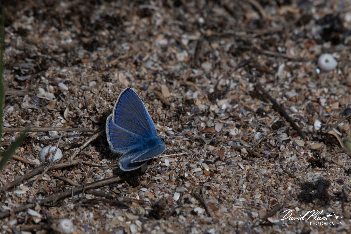 DPPhotography - Wildlife Photography - Bulgaria - Common blue - B.jpg - Common blue - Durankaluk Lake, Bulgaria