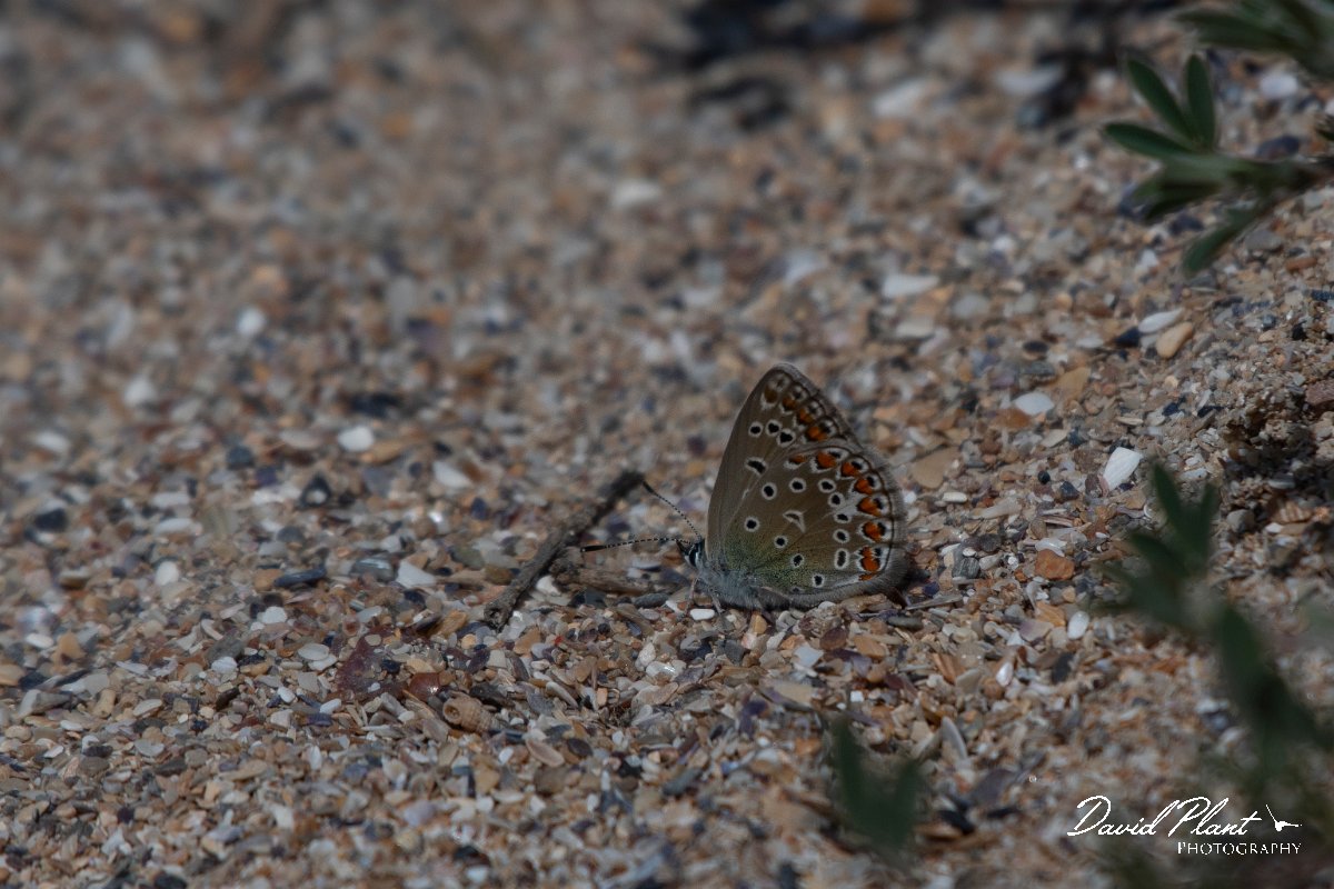 DPPhotography - Wildlife Photography - Bulgaria - Common blue - C.jpg - Common blue - Durankaluk Lake, Bulgaria