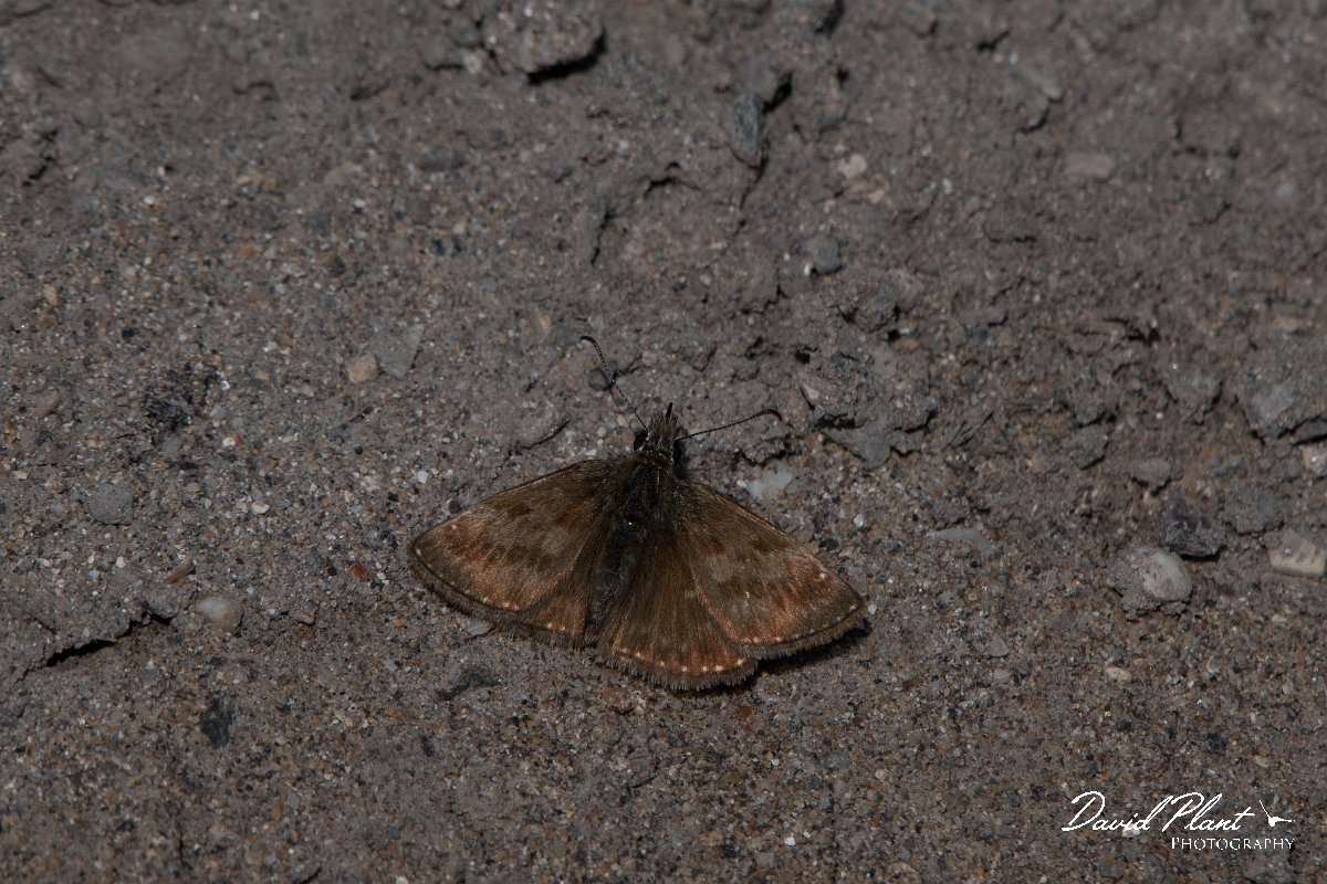 DPPhotography - Wildlife Photography - Bulgaria - Dingy skipper - B.jpg - Dingy skipper - Bolata Beach, Bulgaria