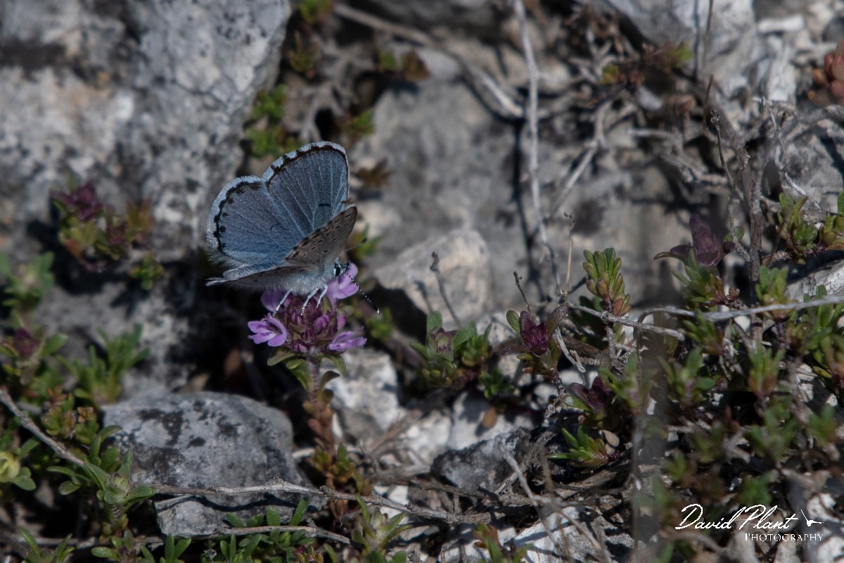 DPPhotography - Wildlife Photography - Bulgaria - Eastern baton blue - A.jpg - Easton baton blue - Balgarevo steppe, Bulgaria