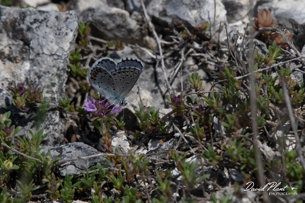 DPPhotography - Wildlife Photography - Bulgaria - Eastern baton blue - B.jpg - Easton baton blue - Balgarevo steppe, Bulgaria