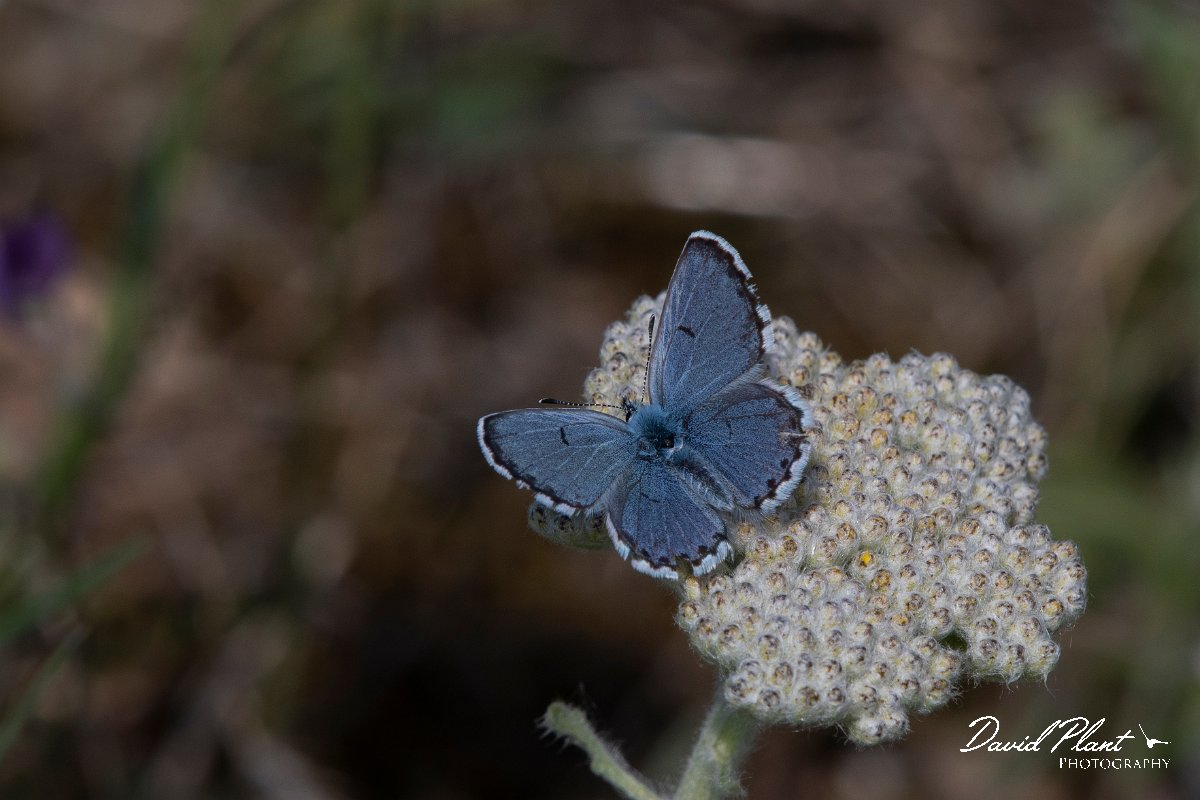 DPPhotography - Wildlife Photography - Bulgaria - Eastern baton blue - C.jpg - Easton baton blue - Balgarevo steppe, Bulgaria