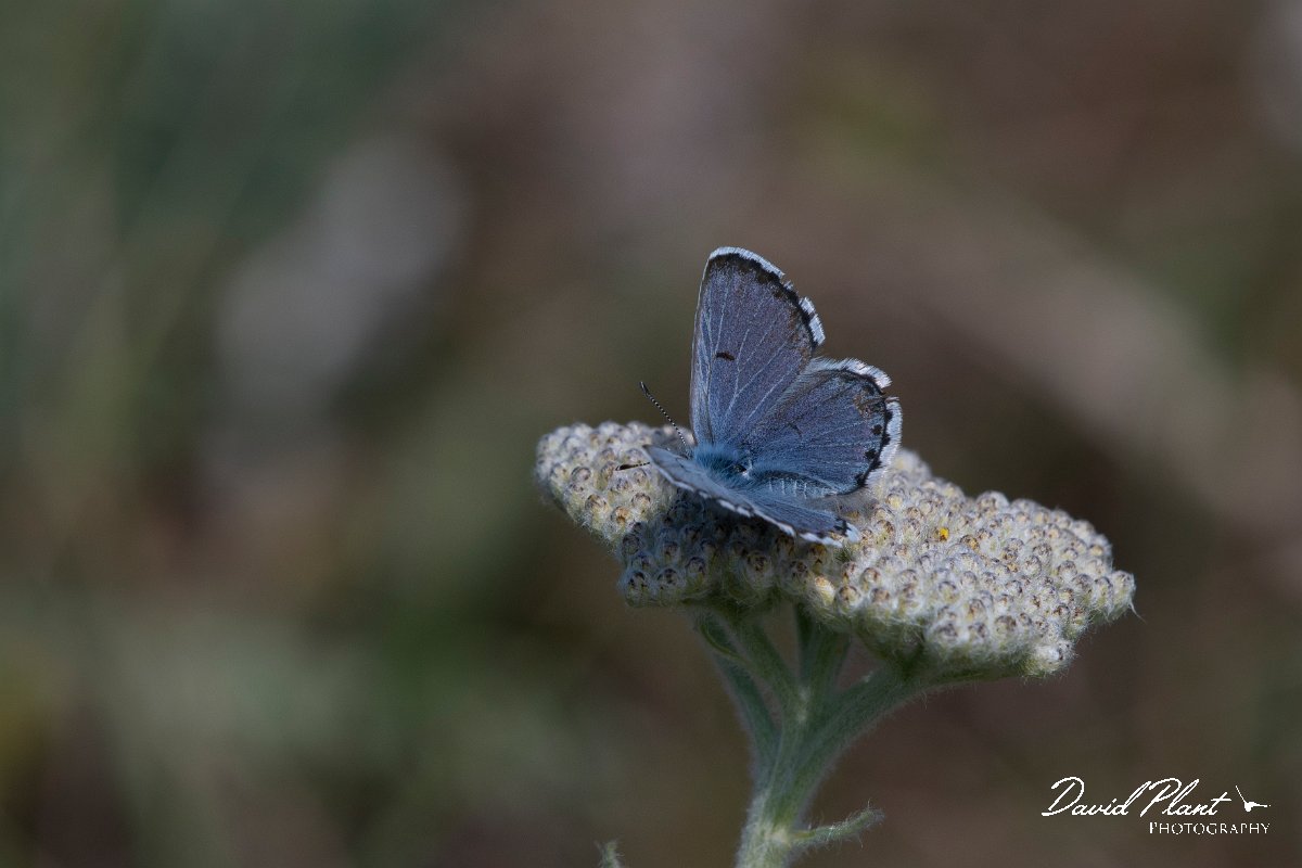 DPPhotography - Wildlife Photography - Bulgaria - Eastern baton blue - D.jpg - Easton baton blue - Balgarevo steppe, Bulgaria