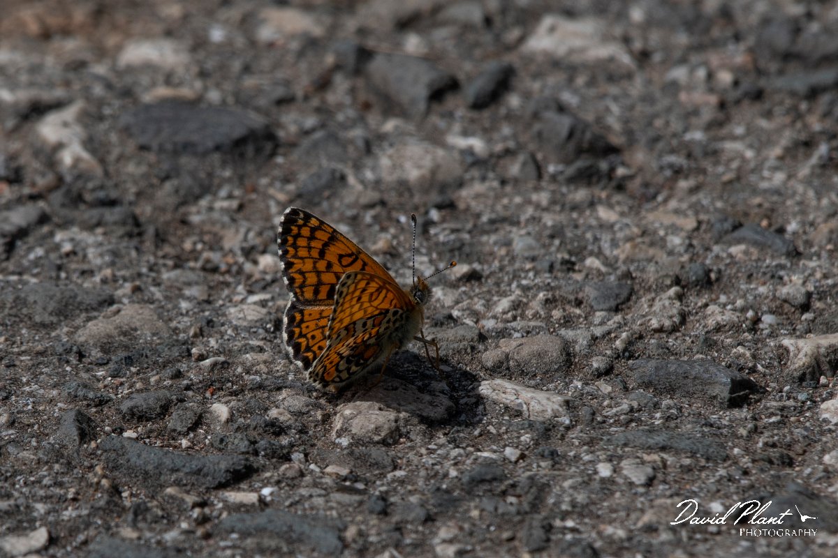 DPPhotography - Wildlife Photography - Bulgaria - Glanville fritillary - A.jpg - Glanville fritillary - Bolata Beach, Bulgaria