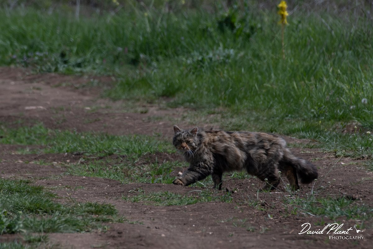 DPPhotography - Wildlife Photography - Bulgaria - European wildcat - A.jpg - European wildcat - Sveti Nikola, Bulgaria