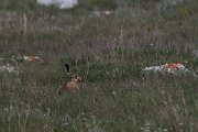 DPPhotography - Wildlife Photography - Bulgaria - Brown hare - A