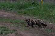 DPPhotography - Wildlife Photography - Bulgaria - European wildcat - A