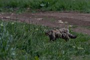 DPPhotography - Wildlife Photography - Bulgaria - European wildcat - B