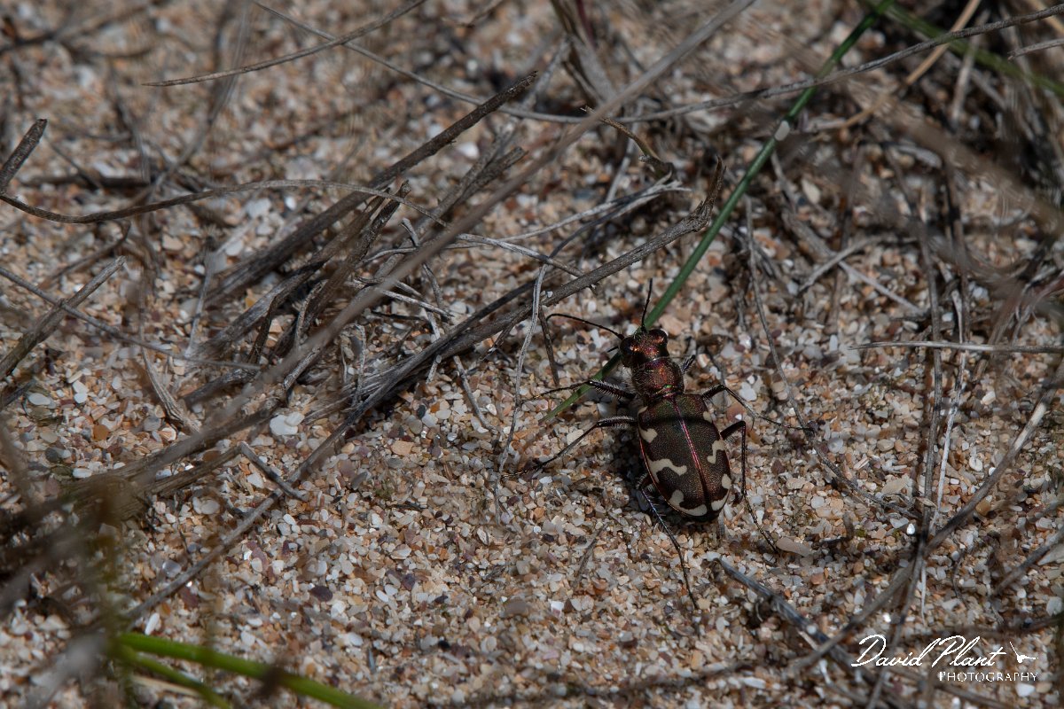 DPPhotography - Wildlife Photography - Bulgaria - Northern dune tiger beetle, Cicindela hybrida - A.jpg - Northern dune tiger beetle, Cicindela hybrida - Durankaluk Lake, Bulgaria