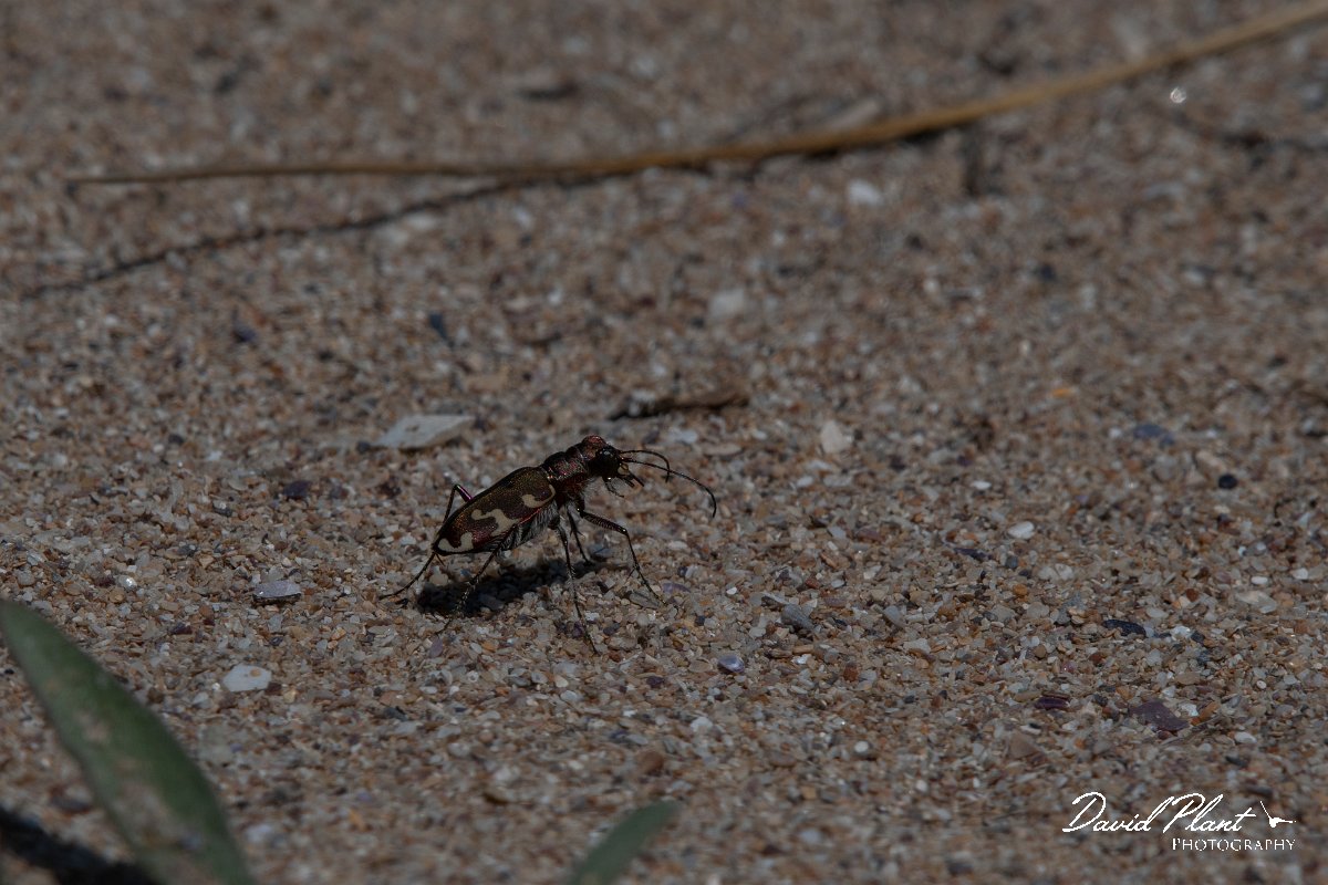 DPPhotography - Wildlife Photography - Bulgaria - Northern dune tiger beetle, Cicindela hybrida - C.jpg - Northern dune tiger beetle, Cicindela hybrida - Durankaluk Lake, Bulgaria