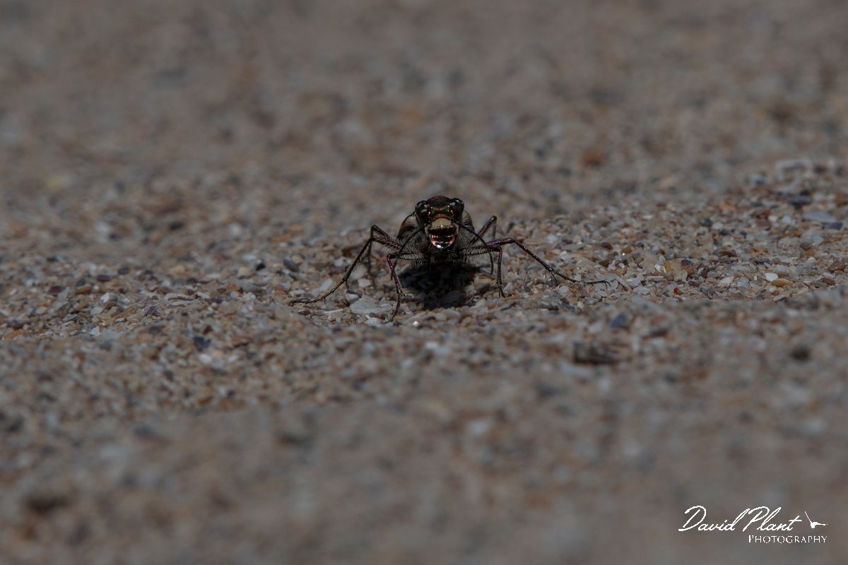 DPPhotography - Wildlife Photography - Bulgaria - Northern dune tiger beetle, Cicindela hybrida - D.jpg - Northern dune tiger beetle, Cicindela hybrida - Durankaluk Lake, Bulgaria
