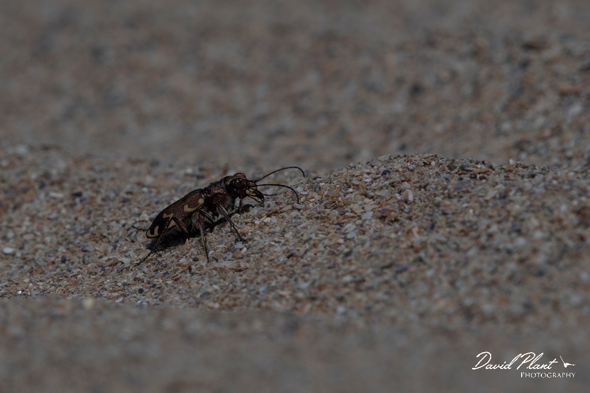 DPPhotography - Wildlife Photography - Bulgaria - Northern dune tiger beetle, Cicindela hybrida - F.jpg - Northern dune tiger beetle, Cicindela hybrida - Durankaluk Lake, Bulgaria