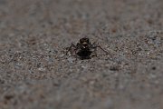DPPhotography - Wildlife Photography - Bulgaria - Northern dune tiger beetle, Cicindela hybrida - D