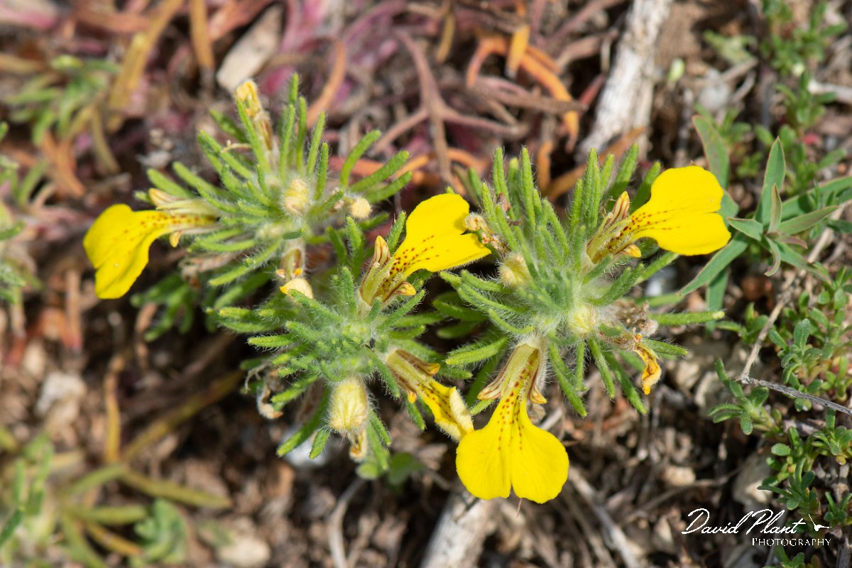 DPPhotography - Wildlife Photography - Bulgaria - Ajuga chamaepitys, ground pine - A.jpg - Ajuga chamaepitys, ground pine - Balgarevo steppe, Bulgaria