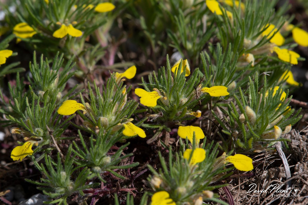 DPPhotography - Wildlife Photography - Bulgaria - Ajuga chamaepitys, ground pine - C.jpg - Ajuga chamaepitys, ground pine - Balgarevo steppe, Bulgaria