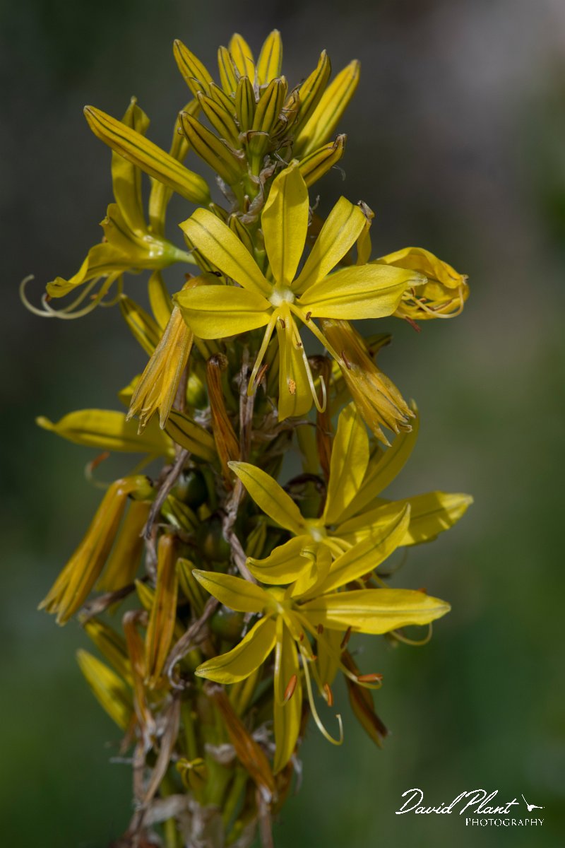 DPPhotography - Wildlife Photography - Bulgaria - Asphodeline lutea - B.jpg - Asphodeline lutea - Bolata Beach, Bulgaria