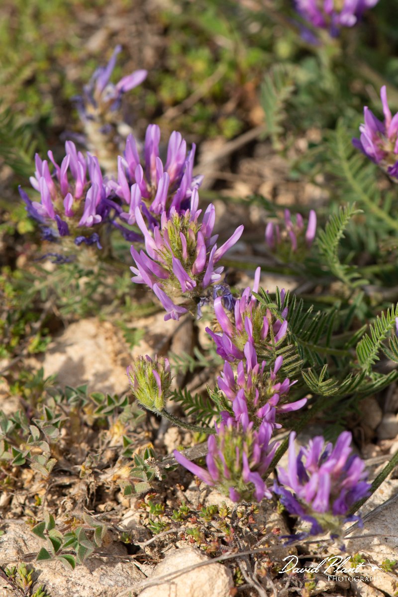 DPPhotography - Wildlife Photography - Bulgaria - Astragalus onobrychis - A.jpg - Astragalus onobrychis - Balgarevo steppe, Bulgaria