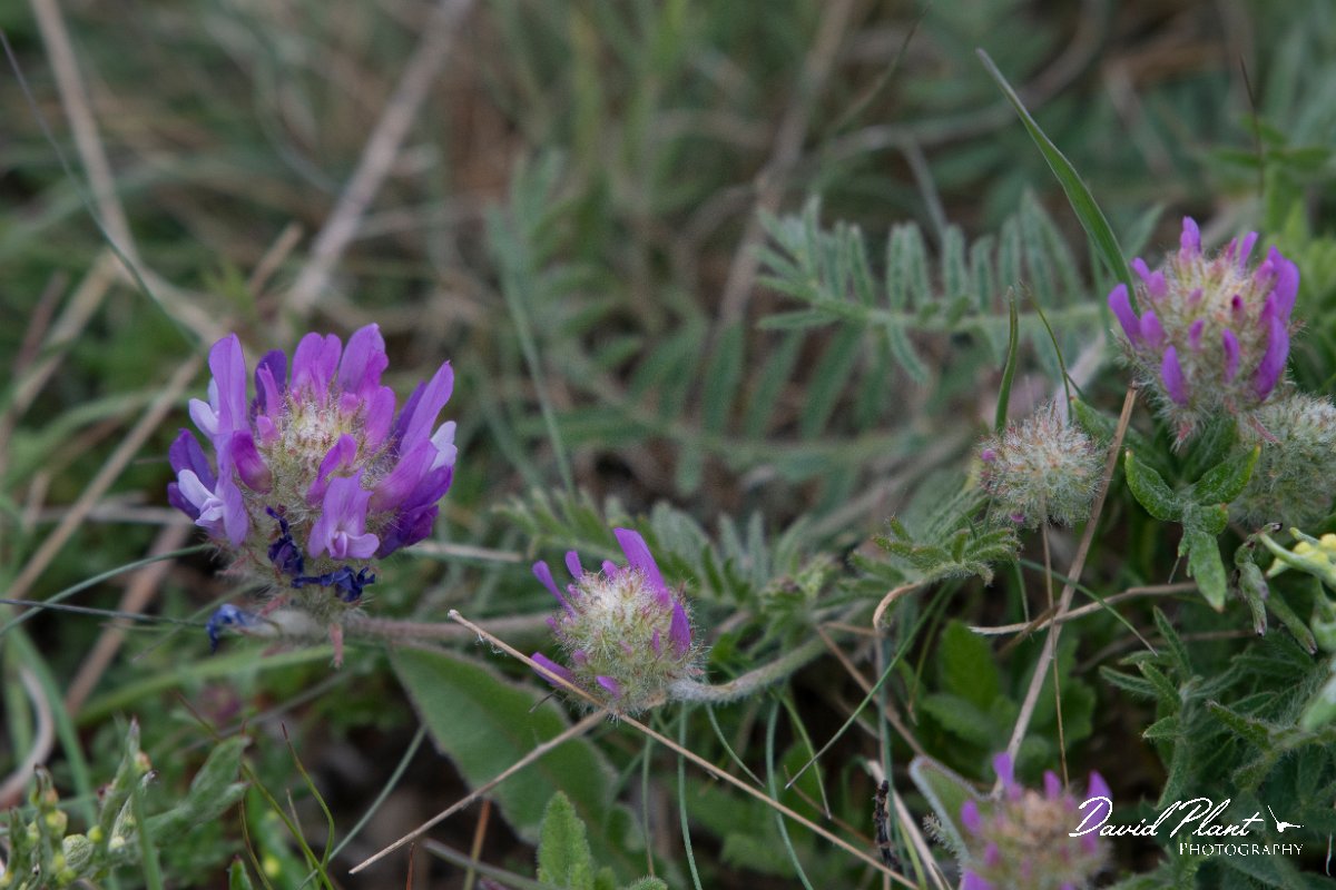 DPPhotography - Wildlife Photography - Bulgaria - Astragalus onobrychis - D.jpg - Astragalus onobrychis - Bolata Beach, Bulgaria