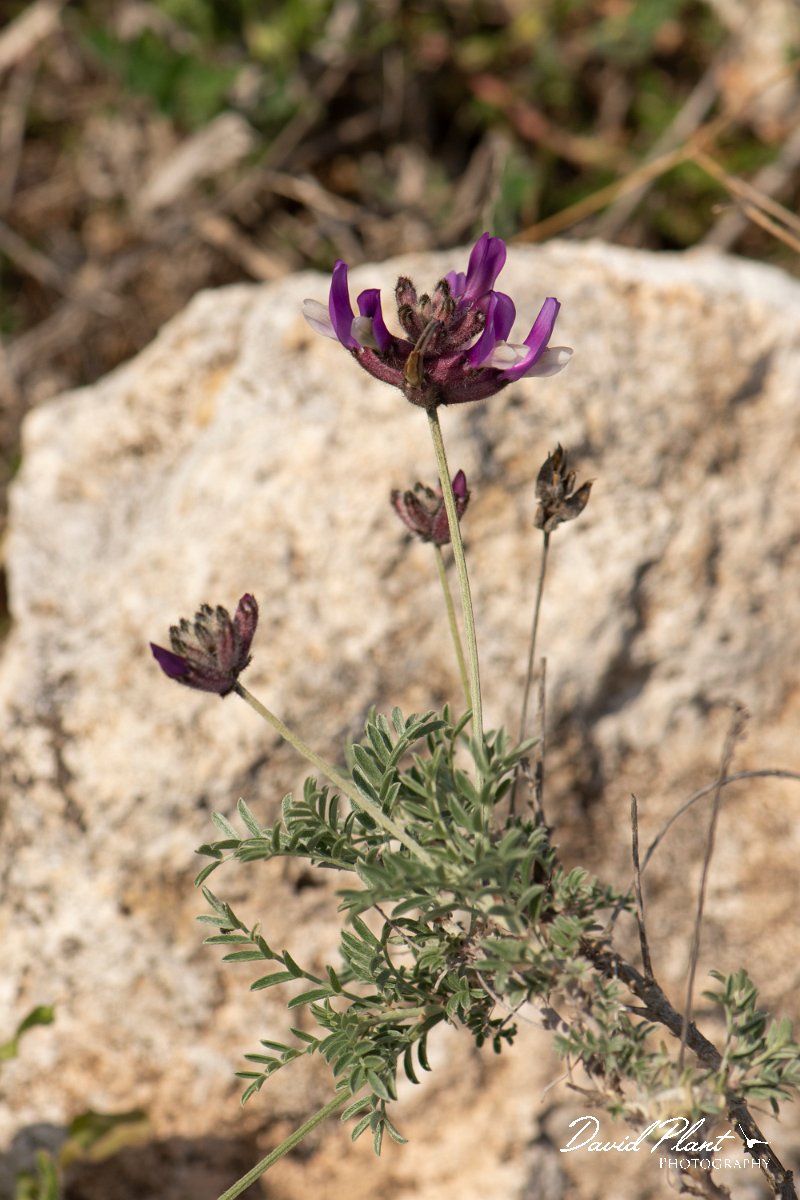 DPPhotography - Wildlife Photography - Bulgaria - Astragalus vesicarius - A.jpg - Astragalus vesicarius - Balgarevo steppe, Bulgaria